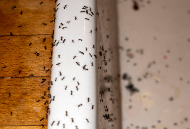 Best Best Pest Control Companies  in Sunnyside, GA
